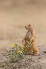 A Black-tailed prairie dog remains alert. Art Print